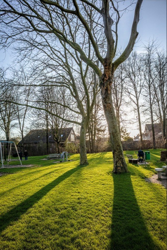 After lawn restoration — vibrant thick uniform dark green lawn with neat edges and healthy ornamental plants under warm golden hour light