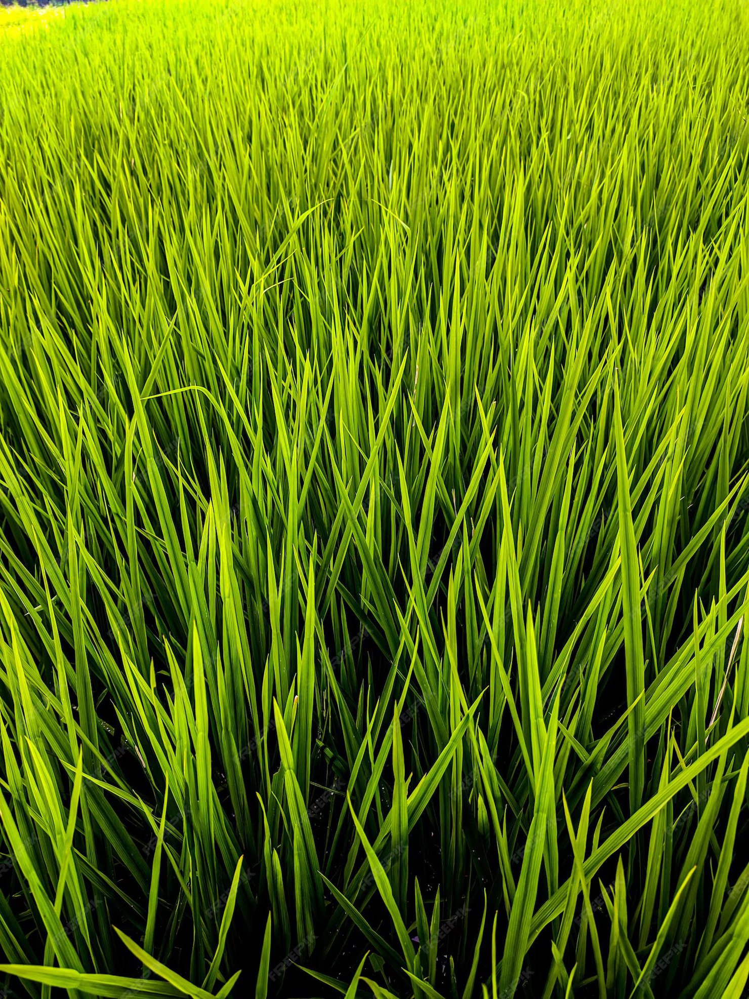 Expansive perfectly manicured emerald green estate lawn with artistic striping patterns under soft morning mist and golden sunlight